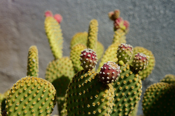 Cactus para decoracion del hogar