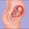 Semana 23 de embarazo