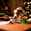 Alimentos peligrosos para las mascotas en Navidad y Año Nuevo